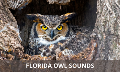 The sounds of owls found in Florida