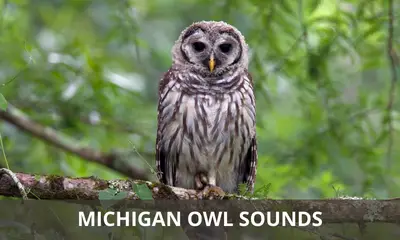 The sounds of owls found in Michigan