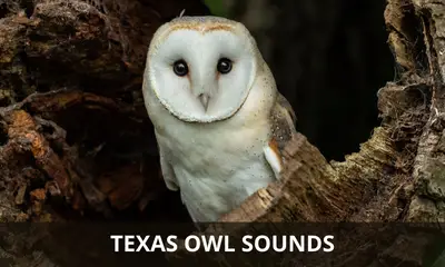 The sounds of owls found in Texas
