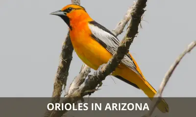 Types of Orioles found in Arizona