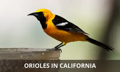 Types of Orioles found in California
