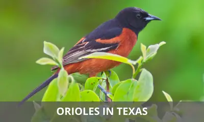Types of Orioles that live in Texas