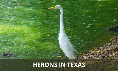 Types of Texas herons