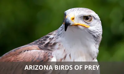 Types of birds of prey found in Arizona