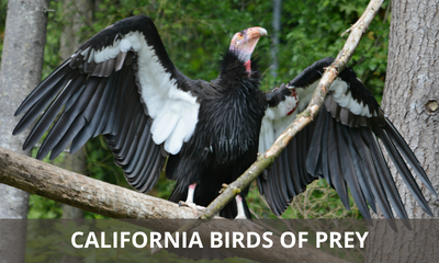 Types of birds of prey found in California