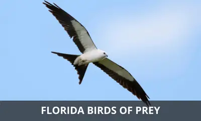 Types of birds of prey found in Florida