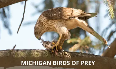 Types of birds of prey found in Michigan