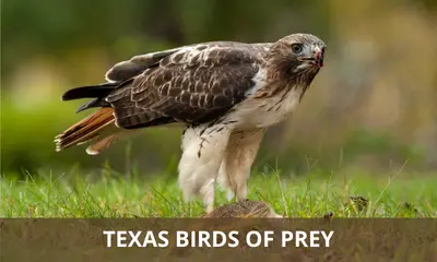 Types of birds of prey found in Texas
