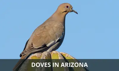 Types of doves found in Arizona