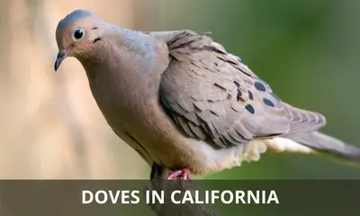 Types of doves found in California