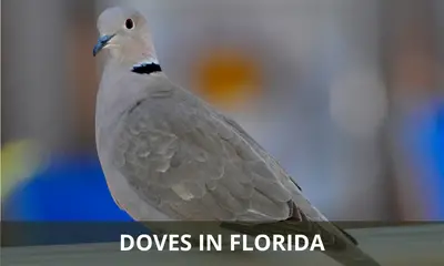 Types of doves found in Florida