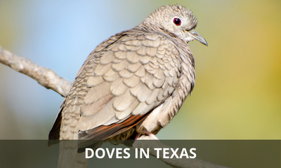 Types of doves found in Texas