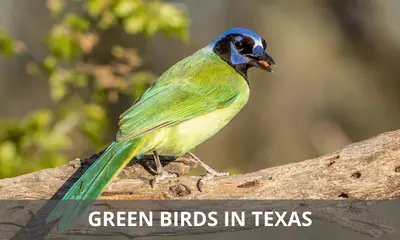 Types of green birds found in Texas