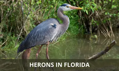 Types of herons found in Florida