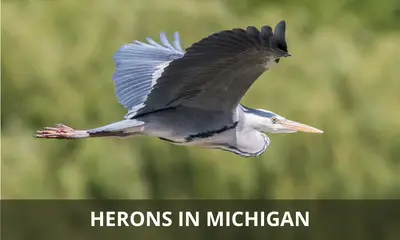 Types of herons found in Michigan