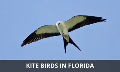 Types of kite birds found in Florida