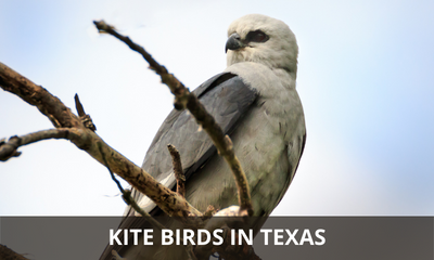 Types of kite birds found in Texas