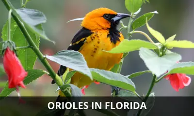 Types of orioles that live in Florida