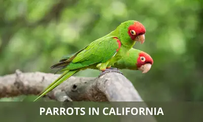 Types of parrots found in California