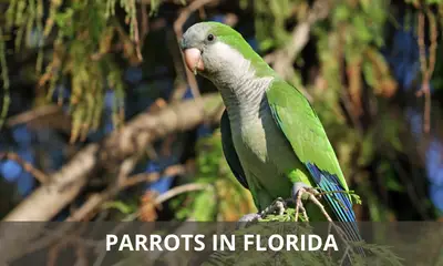 Types of parrots found in Florida