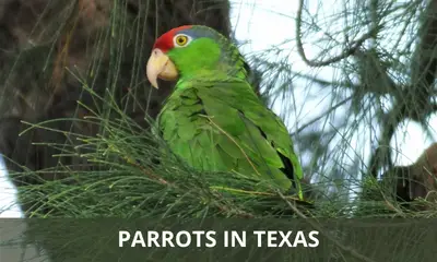 Types of parrots found in Texas