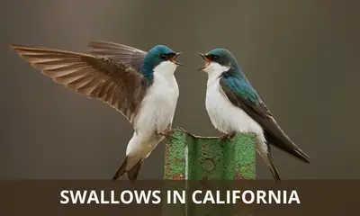Types of swallows found in California