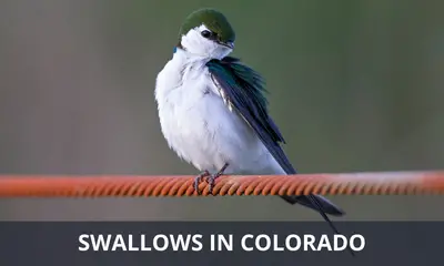 Types of swallows found in Colorado