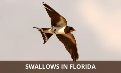 Types of swallows found in Florida