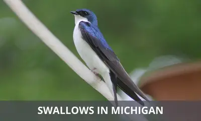 Types of swallows found in Michigan