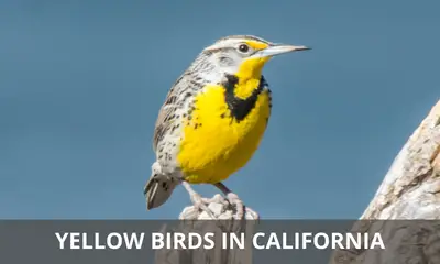 Types of yellow birds found in California