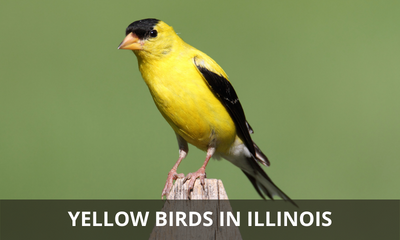 Types of yellow birds found in Illinois