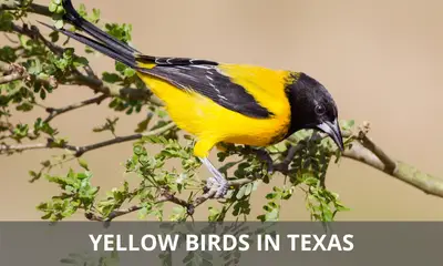 Types of yellow birds found in Texas