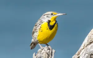 Yellow birds in California