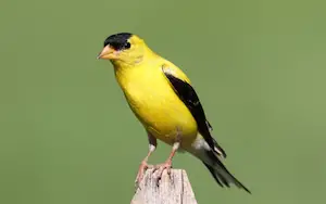 Yellow birds in Illinois
