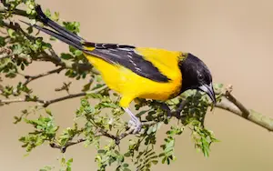 Yellow birds in Texas