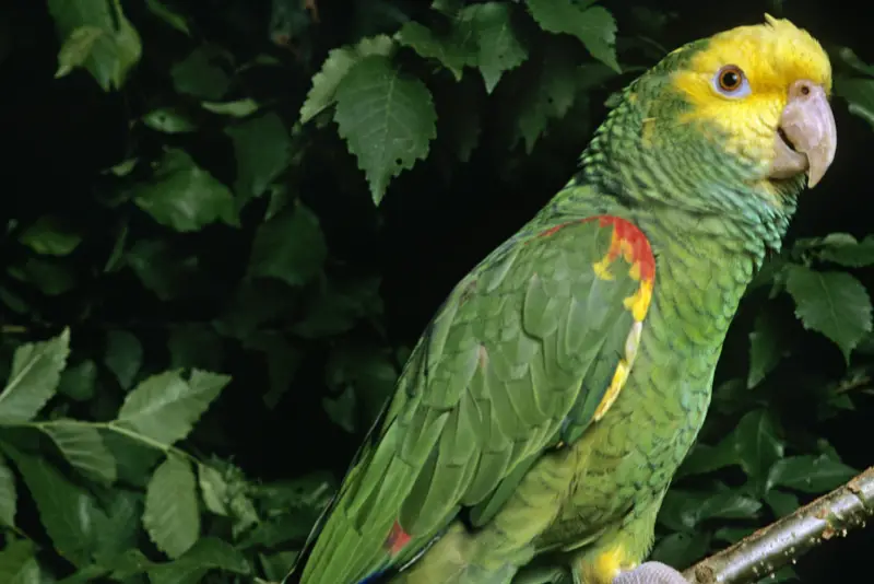 Photo of Yellow-headed Parrot