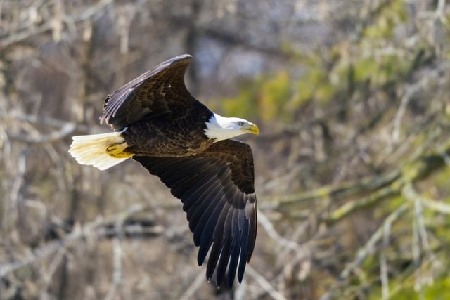 Majestic bald eagle soaring gracefully in the sky, showcasing stunning wingspan against a natural backdrop.