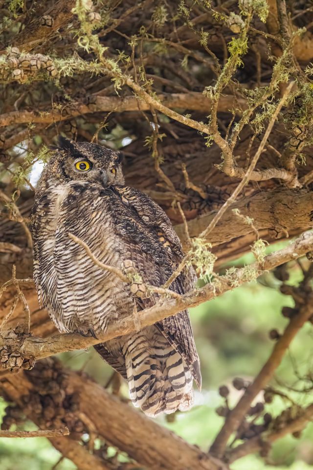 Close-up of a great horned owl perched amidst branches in a forest setting.