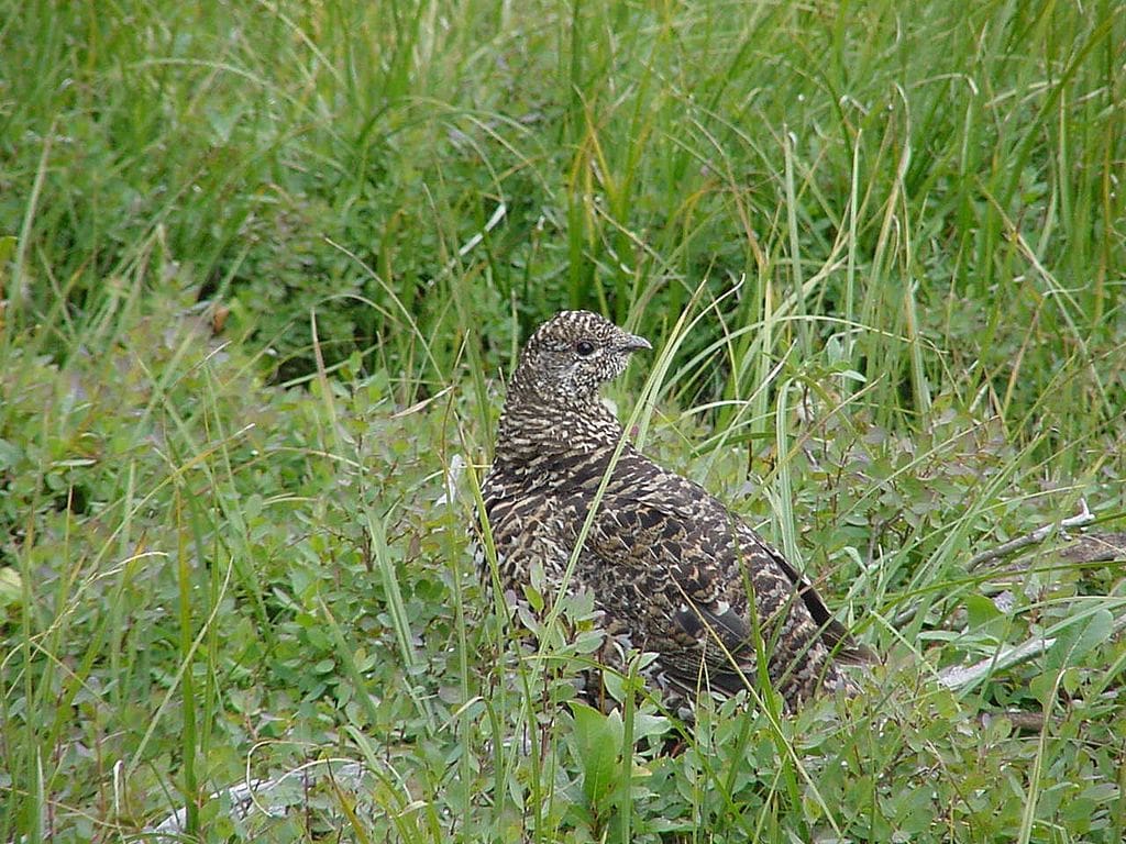 A ruffed grouse (Bonasa umbellus) in Boise National Forest, Idaho.