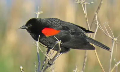 Black birds in Georgia
