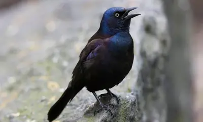 Black birds in North Carolina