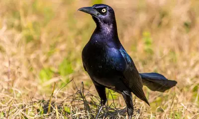 Black birds in Ohio