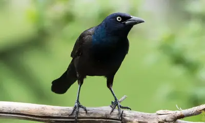 Black birds in Pennsylvania