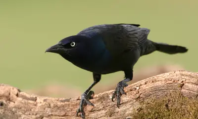 Black birds in Virginia