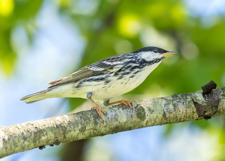 Blackpoll warbler on a tree branch