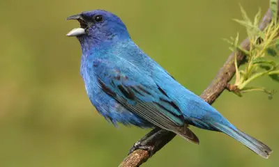 Blue birds in Georgia