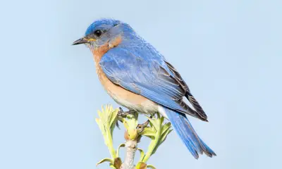 Blue birds in Ohio