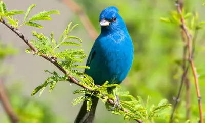 Blue birds in Pennsylvania