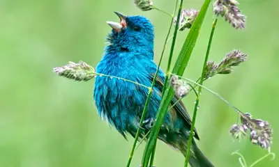 Blue birds in Virginia