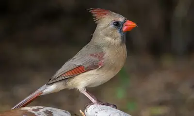 Common birds in Georgia